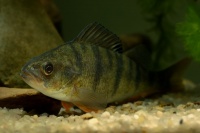 Okoun ricni - Perca fluviatilis - English Perch 4349